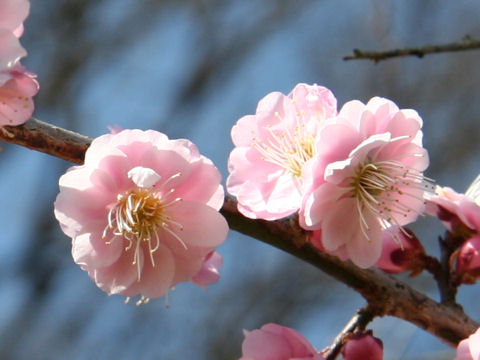 Prunus mume cv. Asahi Hikari