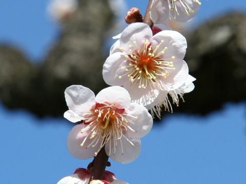 Prunus mume cv. Sango