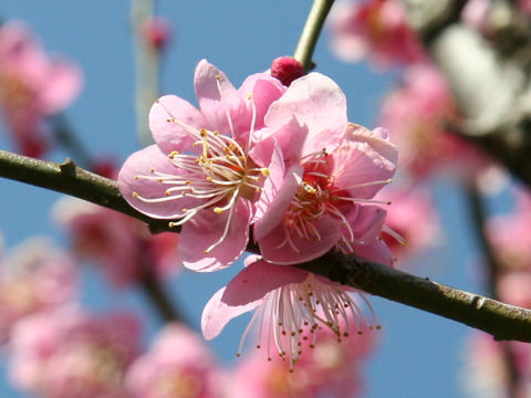 Prunus mume cv. Chidori