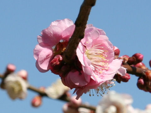 Prunus mume cv. Genpei