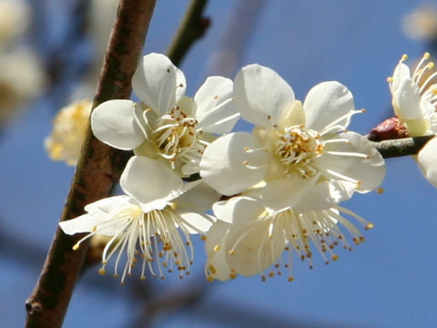 Prunus mume cv. Kampaku