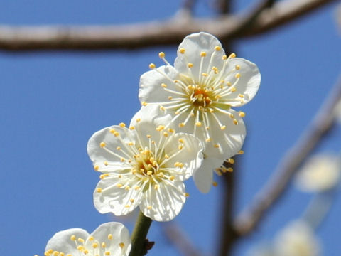 Prunus mume cv. Shiratama Ume