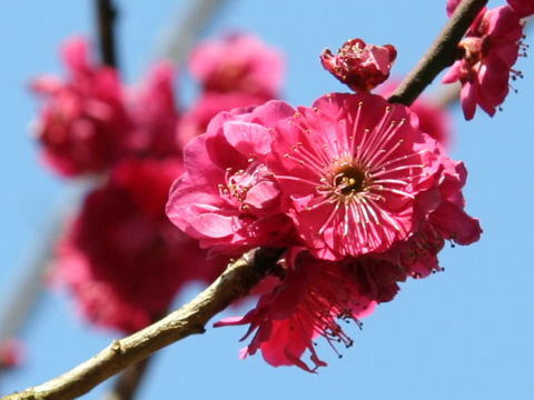 Prunus mume cv. Koiaka Yae