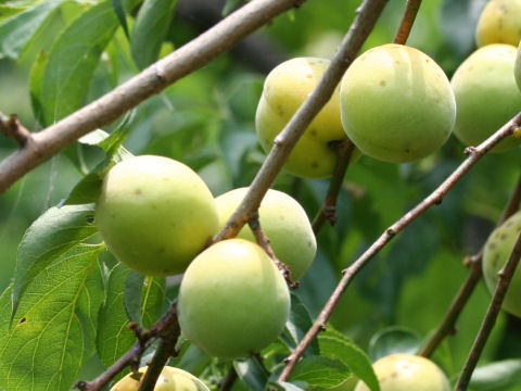 Prunus mume cv. Shiro Hitoe Aojiku