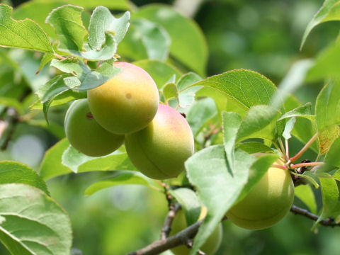Prunus mume cv. Oushuku Bai