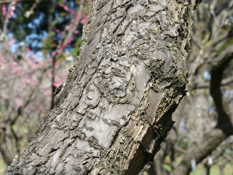 Prunus mume cv. Bungo Ume Tairin