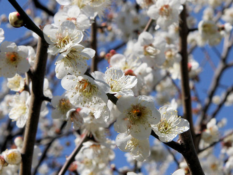 Prunus mume cv. Uguisu-no-tani
