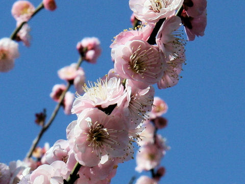 Prunus mume cv. Kikeika