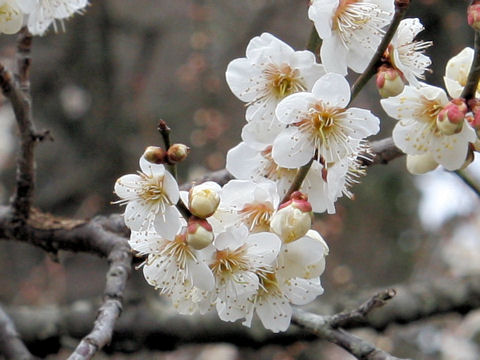 Prunus mume cv. Shira-kaga