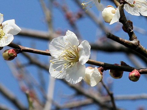 Prunus mume cv. Shira-kaga