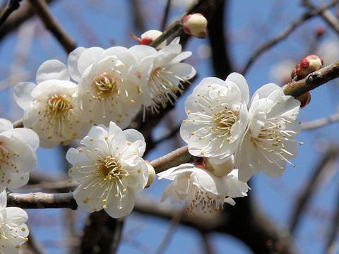 Prunus mume cv. Suishin-kyo