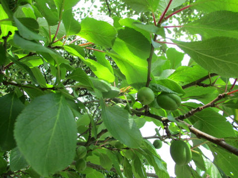 Prunus mume