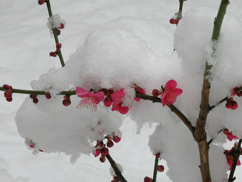Prunus mume