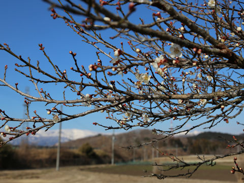 Prunus mume