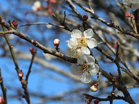 Prunus mume