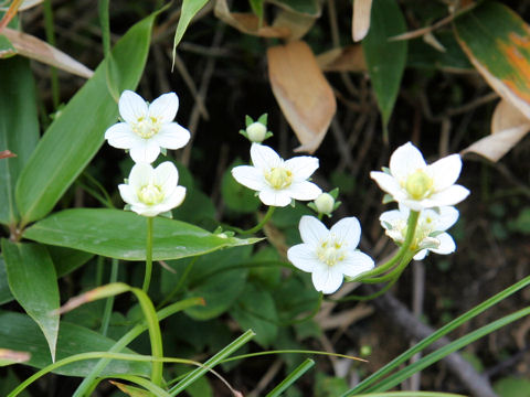 Parnassia palustris var. multiseta