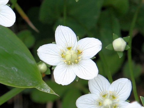 Parnassia palustris var. multiseta