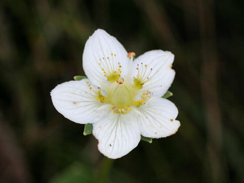 Parnassia palustris var. multiseta