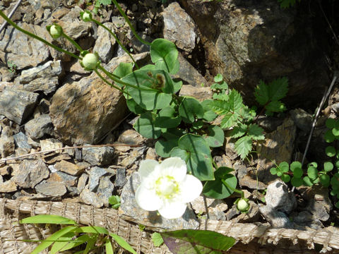 Parnassia palustris var. multiseta