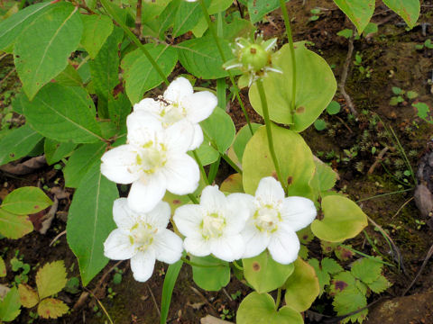 Parnassia palustris var. multiseta