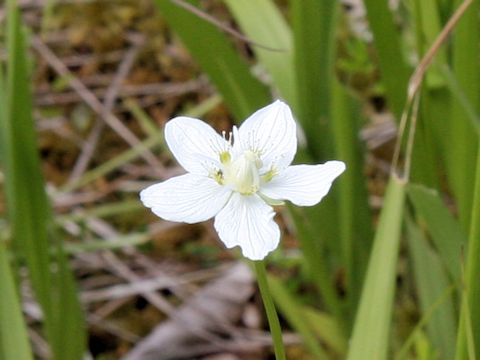 Parnassia palustris var. multiseta