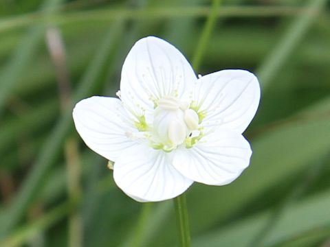 Parnassia palustris var. multiseta