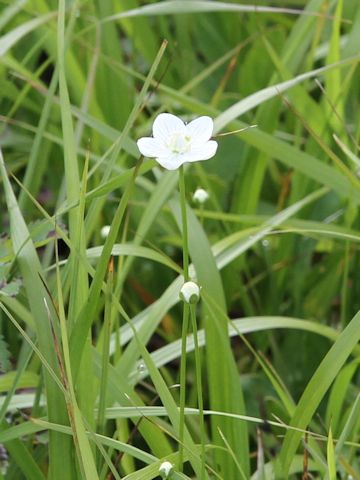 Parnassia palustris var. multiseta