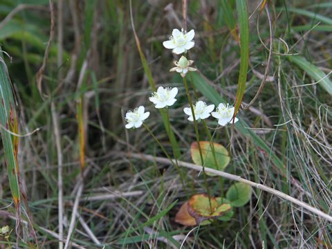 Parnassia palustris var. multiseta