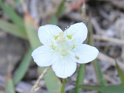 Parnassia palustris var. multiseta