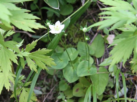 Parnassia palustris var. multiseta