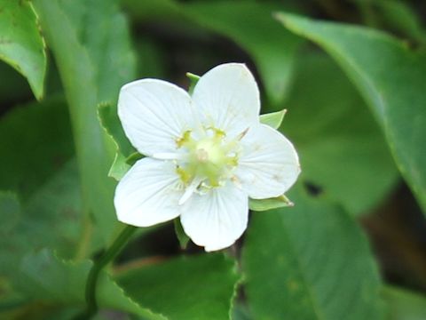 Parnassia palustris var. multiseta