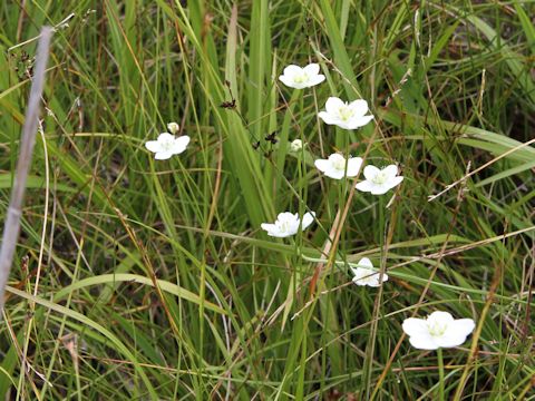 Parnassia palustris var. multiseta