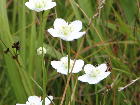 Parnassia palustris var. multiseta