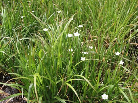 Parnassia palustris var. multiseta