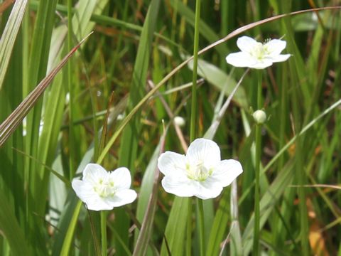 Parnassia palustris var. multiseta