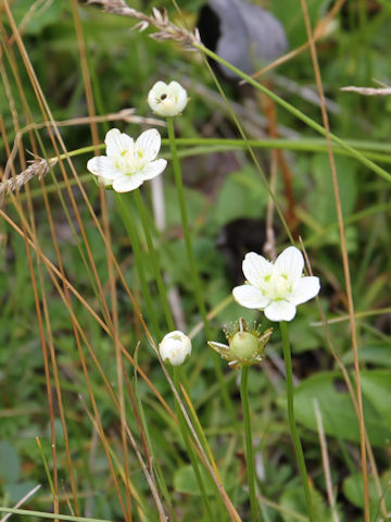 Parnassia palustris var. multiseta