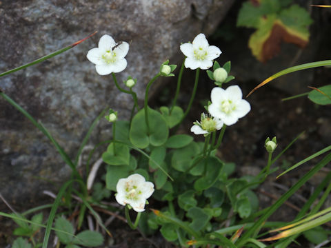 Parnassia palustris var. multiseta