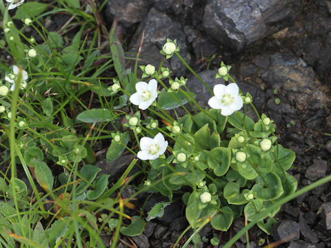 Parnassia palustris var. multiseta