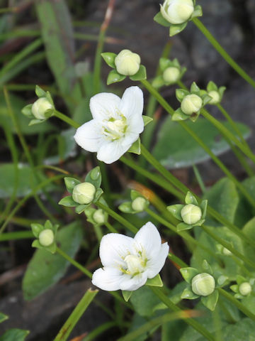 Parnassia palustris var. multiseta