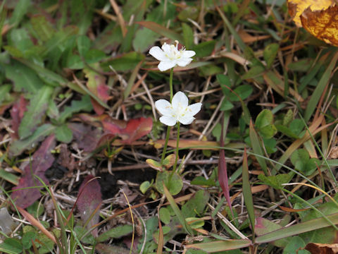 Parnassia palustris var. multiseta