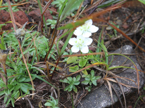 Parnassia palustris var. multiseta