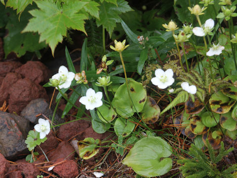 Parnassia palustris var. multiseta