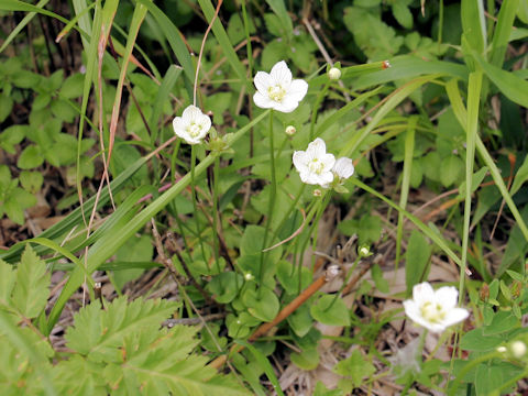 Parnassia palustris var. multiseta