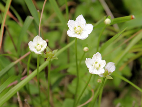 Parnassia palustris var. multiseta