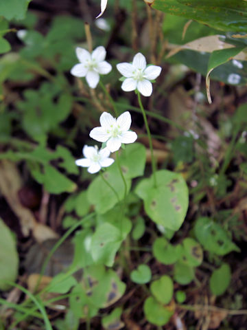 Parnassia palustris var. multiseta