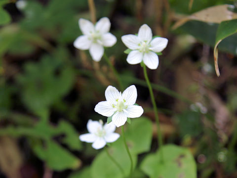 Parnassia palustris var. multiseta