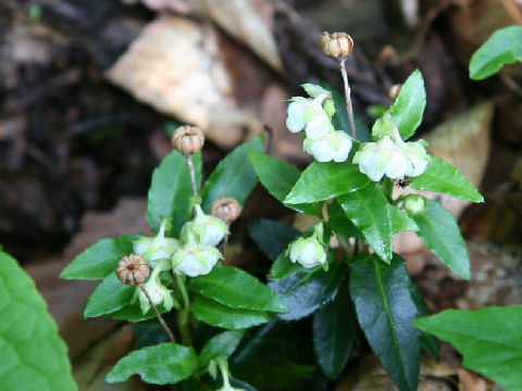 Chimaphila japonica