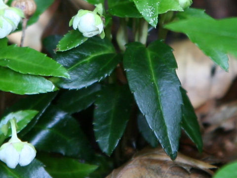 Chimaphila japonica