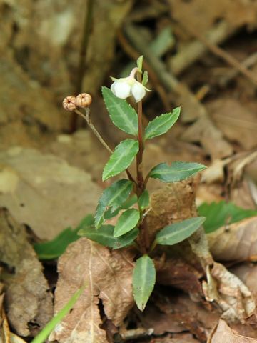 Chimaphila japonica