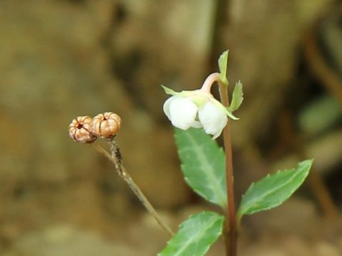 Chimaphila japonica